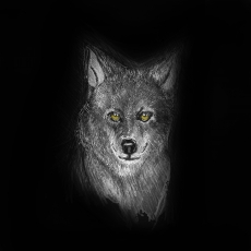 Wolf 50x50cm Kunstdruck