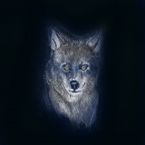 Wolf 20x20cm Kunstdruck