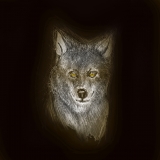 Wolf 20x20cm Kunstdruck