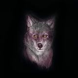 Wolf 50x50cm Kunstdruck